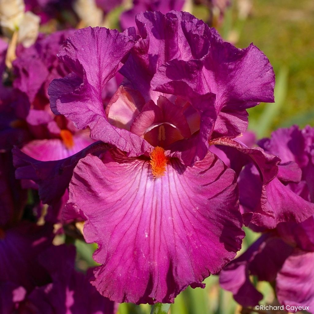Iris germanica Ever After - Baardiris