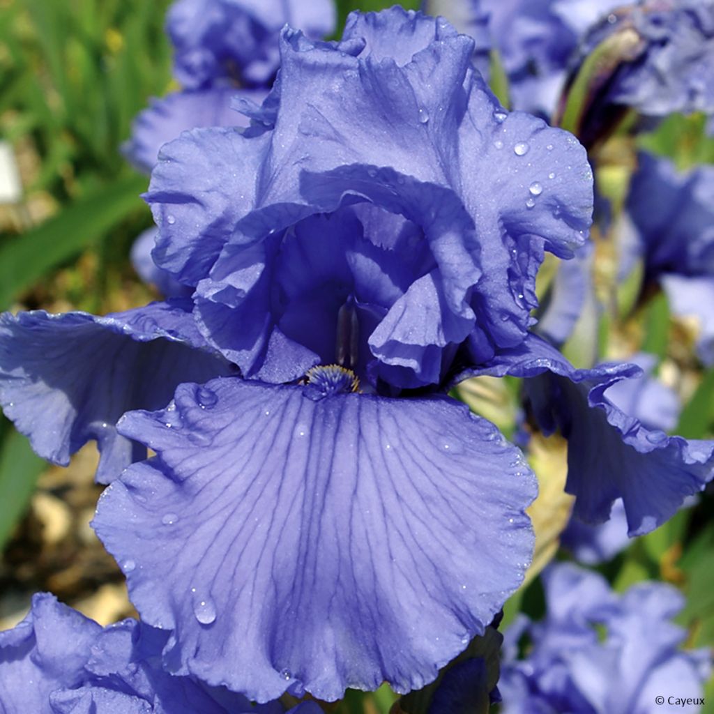 Iris germanica Friendly Seas - Baardiris