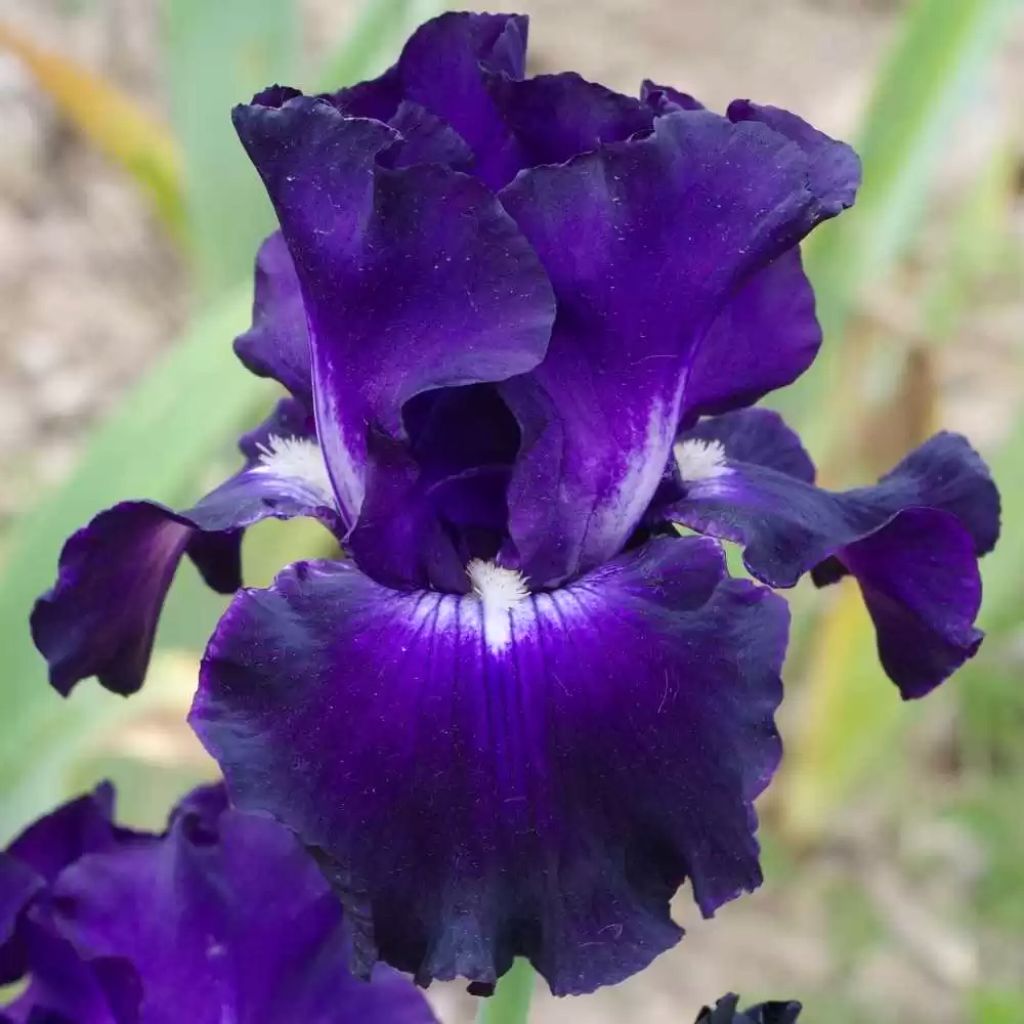 Iris germanica Full Impact - Baardiris