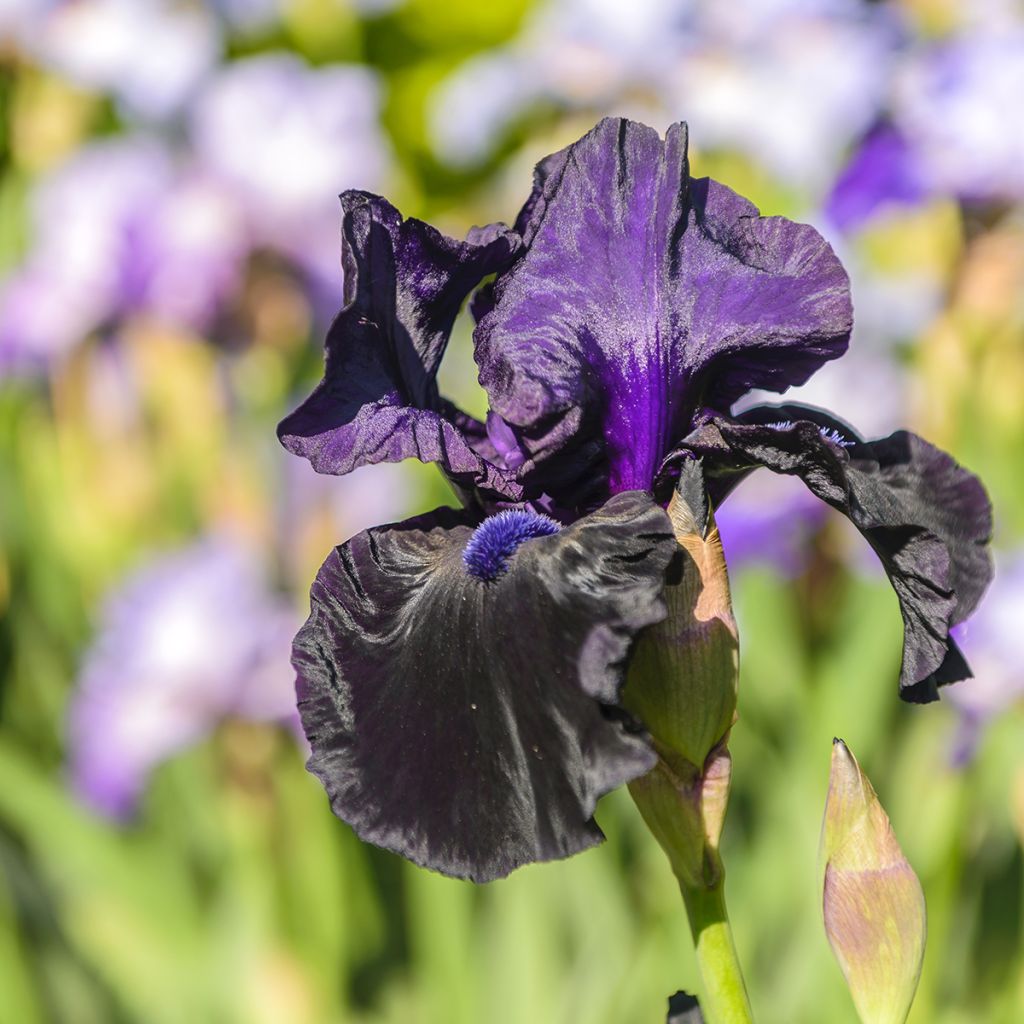 Iris germanica Ghost Train - Baardiris