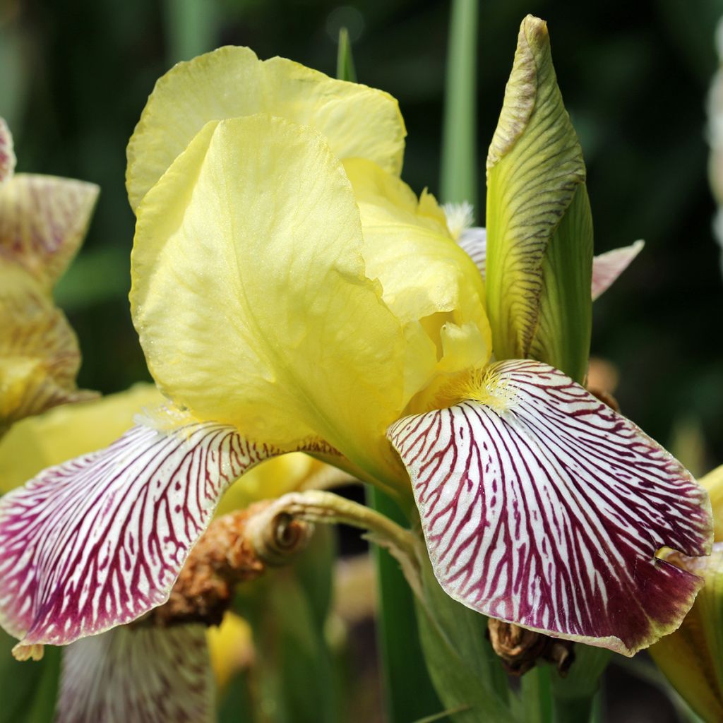 Iris germanica Gracchus - Baardiris