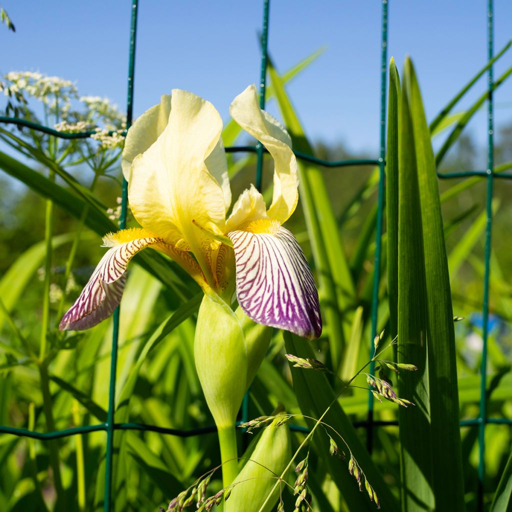 Iris germanica Gracchus - Baardiris