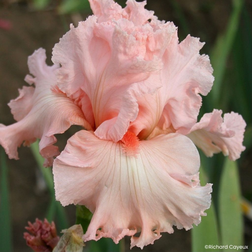 Iris germanica Happenstance - Baardiris