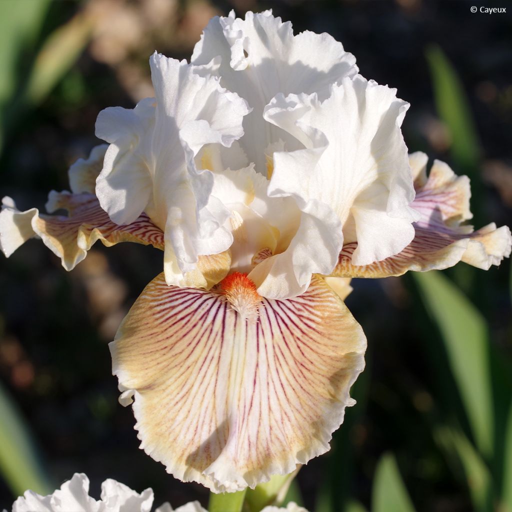 Iris germanica Hello Darling - Baardiris