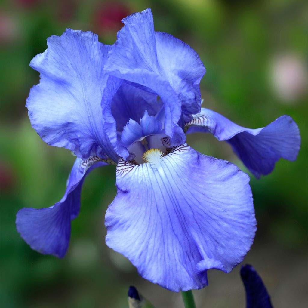 Iris germanica Heure Bleue - Baardiris
