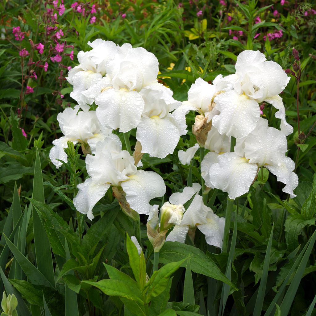 Iris germanica Immortality - Baardiris