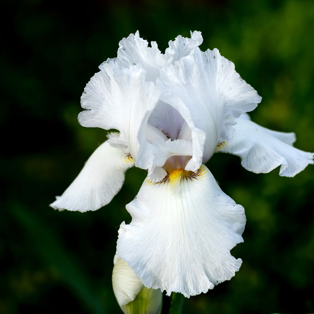Iris germanica Immortality - Baardiris