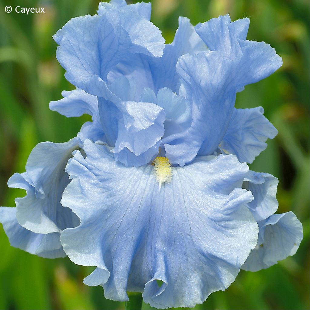 Iris germanica Into the Blue - Baardiris