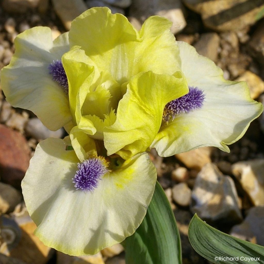 Iris germanica Island Sun - Baardiris Lilliput