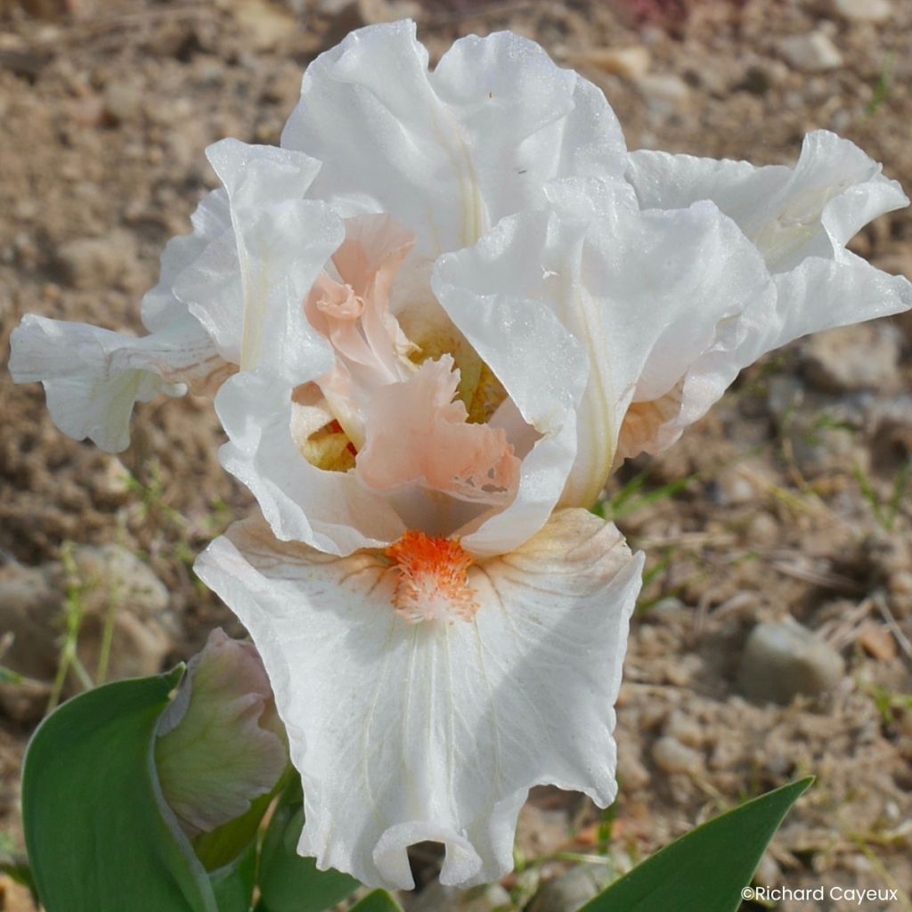 Iris germanica It's A Small World - Baardiris Lilliput