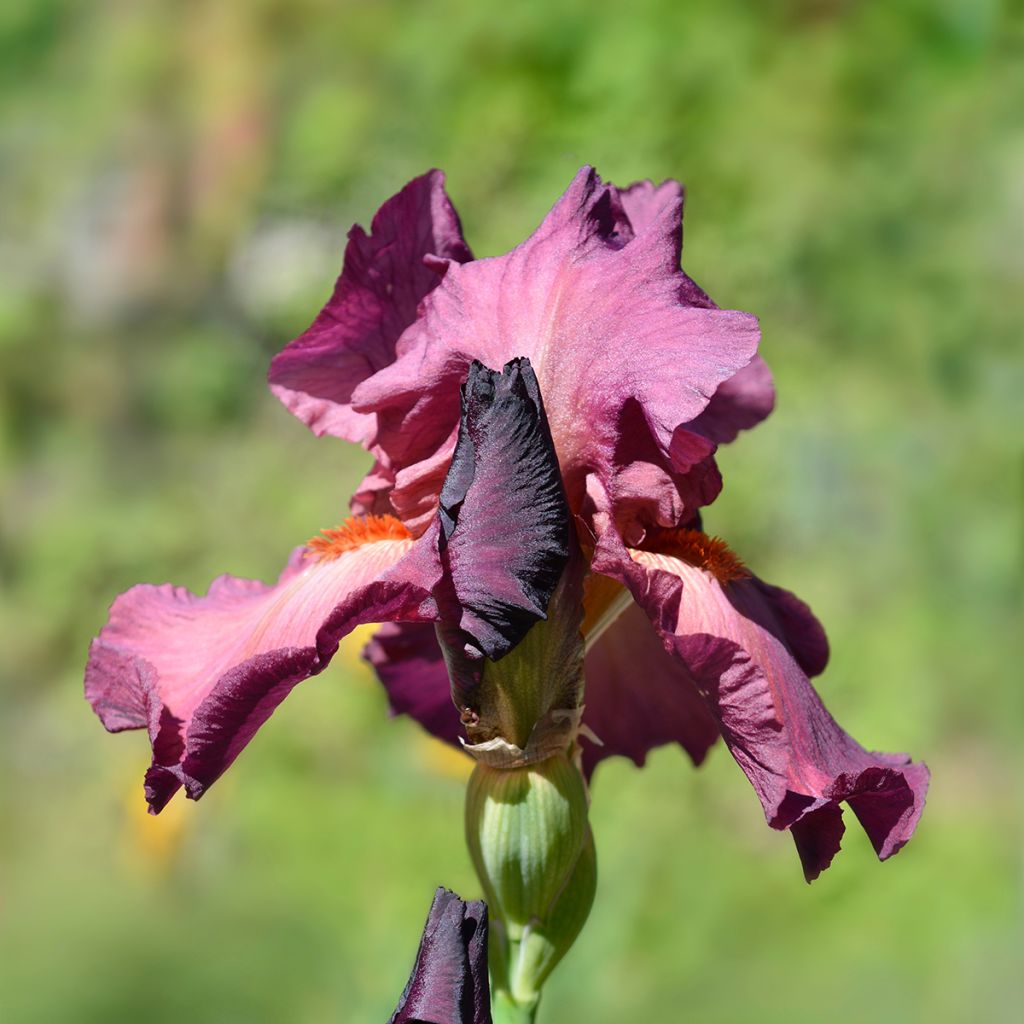 Iris germanica Ruby Mine - Baardiris