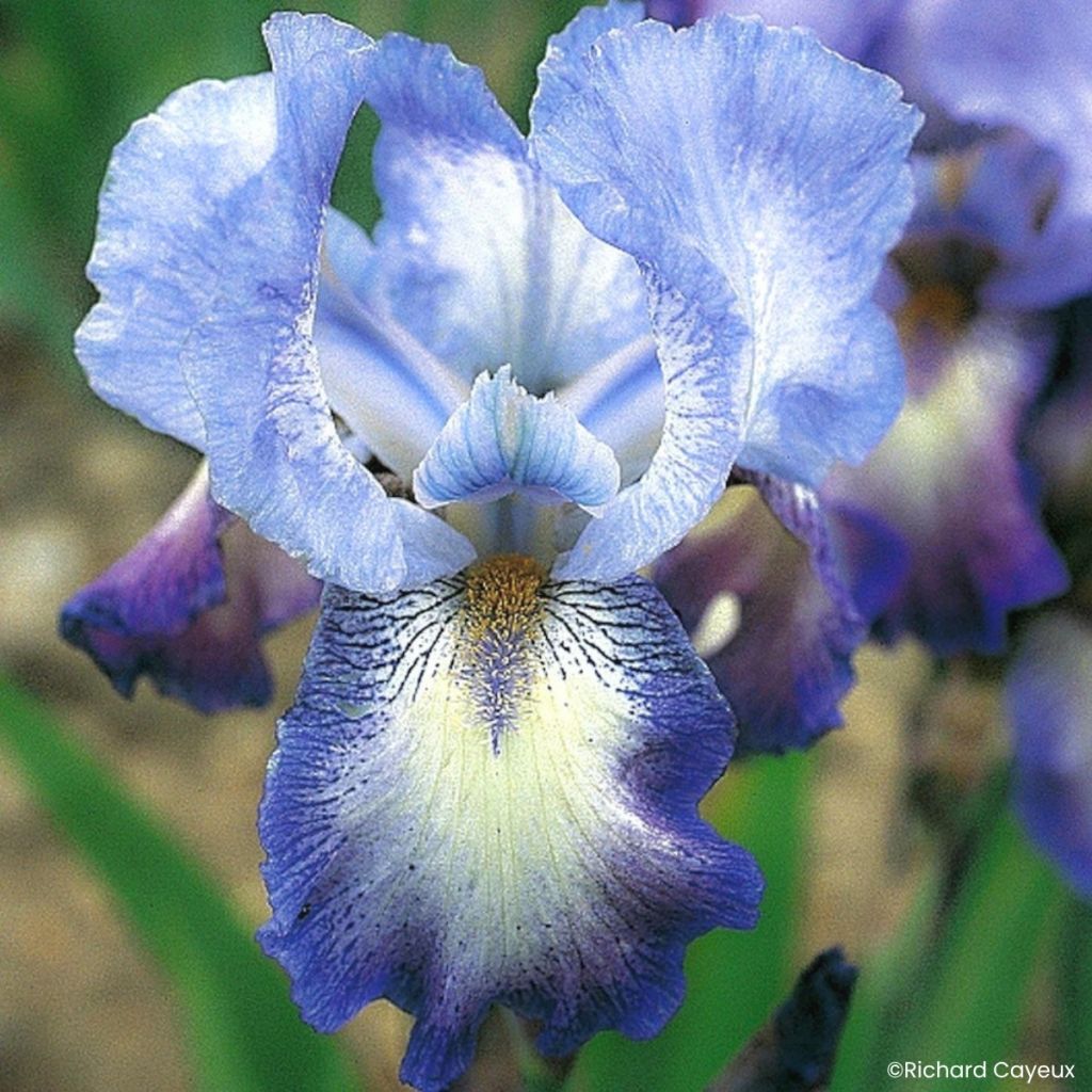 Iris germanica Mistigri - Baardiris