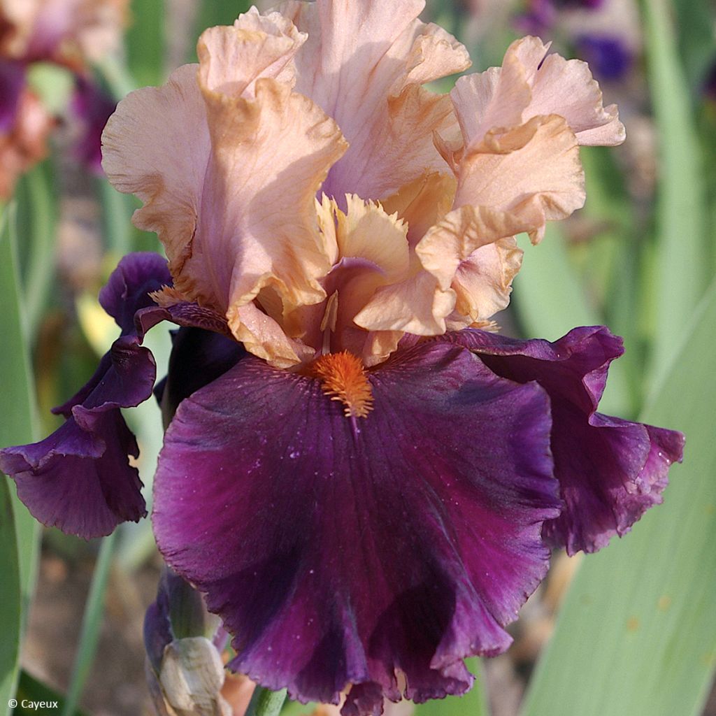 Iris germanica Naples - Baardiris