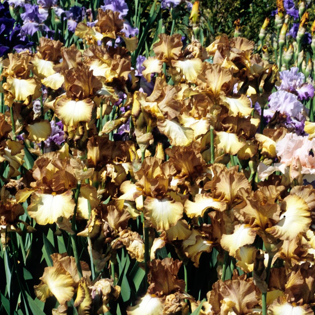 Iris germanica Patina - Baardiris Patina