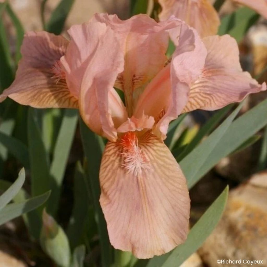 Iris germanica Pink Blink - Baardiris