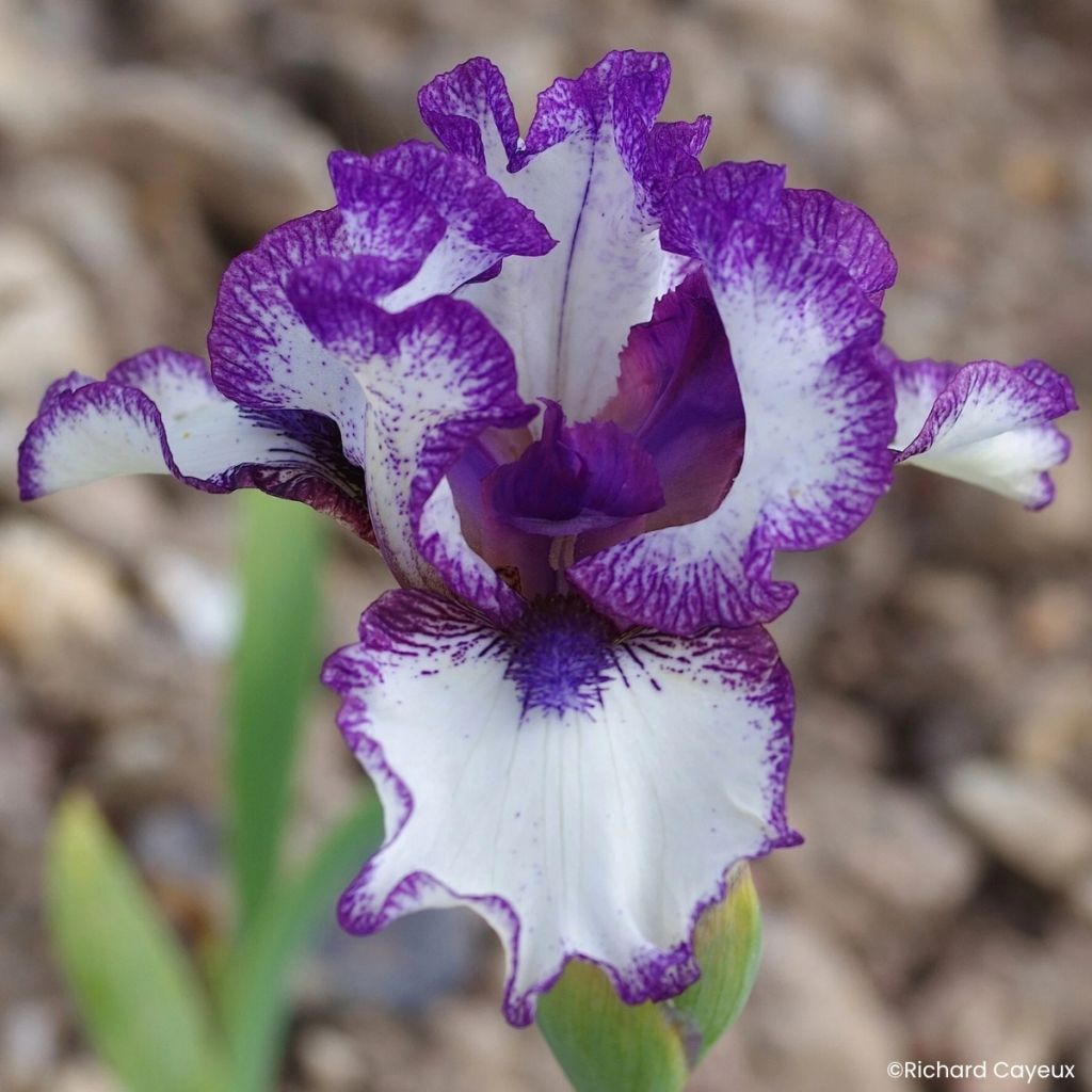 Iris germanica Point à la Ligne - Baardiris