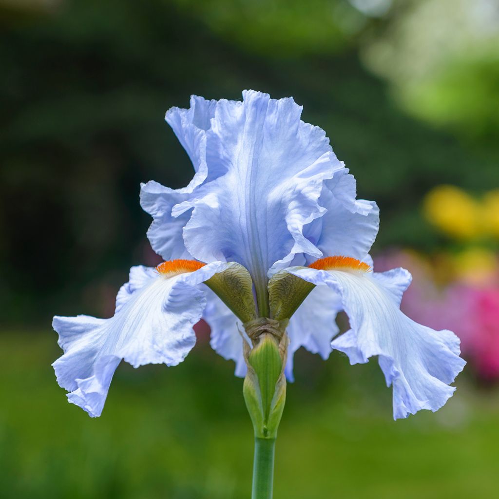 Iris germanica rincesse Caroline de Monaco - Baardiris