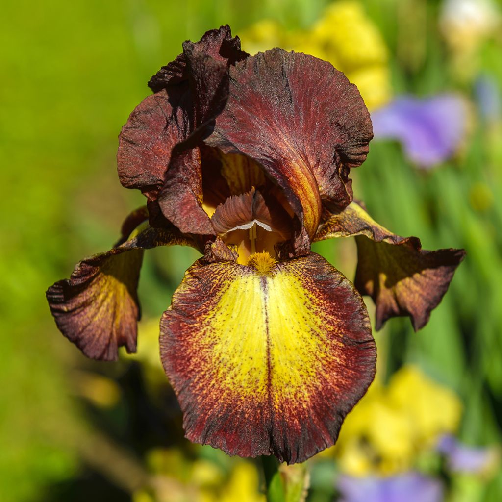 Iris germanica Provençal - Baardiris