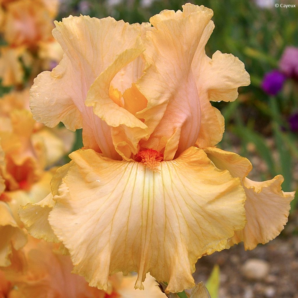 Iris germanica Qualified - Baardiris