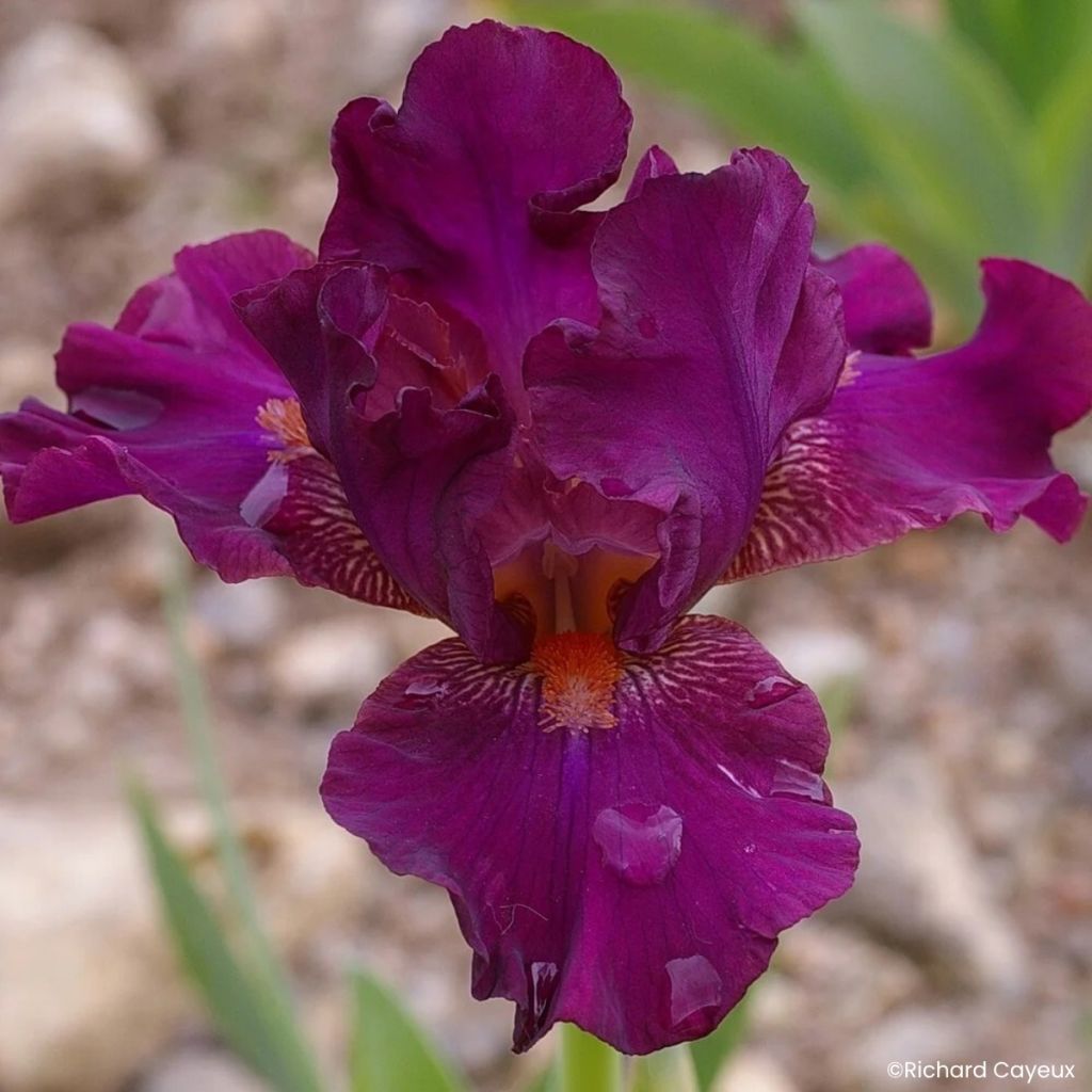 Iris germanica Revved Up Rose - Baardiris