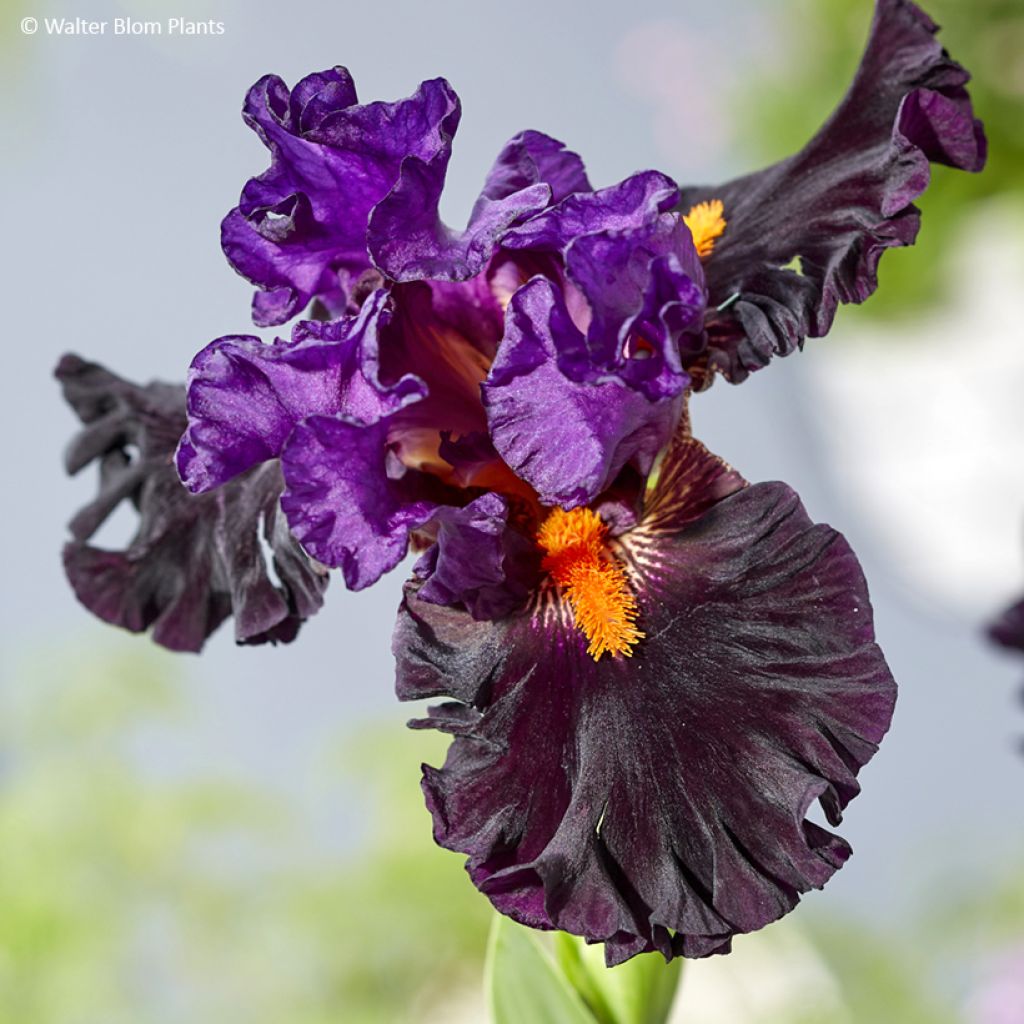 Iris germanica Sharp Dressed Man - Baardiris