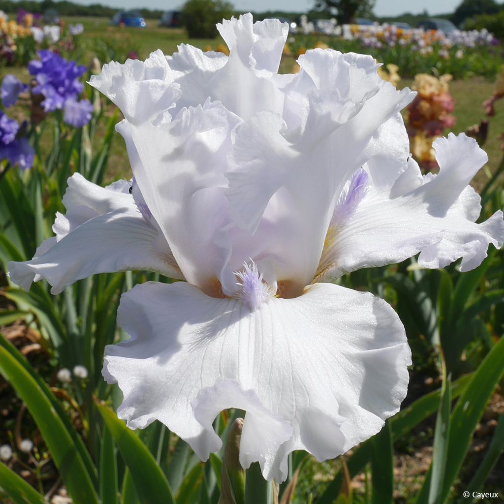Iris germanica Sharper Image - Baardiris