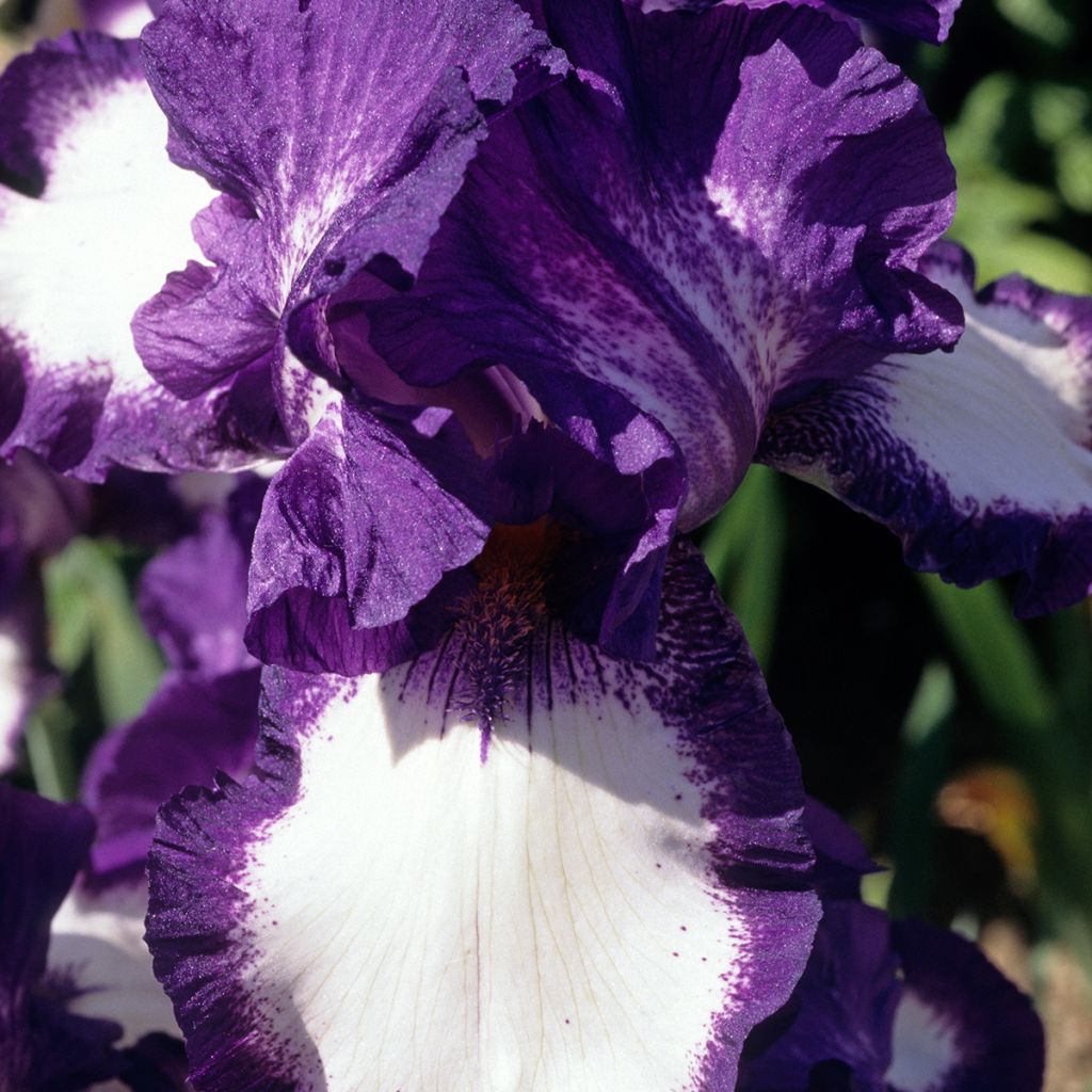 Iris germanica Stepping Out - Baardiris