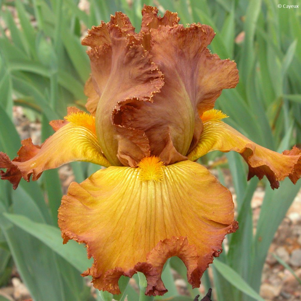 Iris germanica Tabac Blond - Baardiris