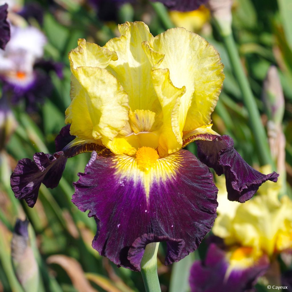 Iris germanica Tel Arlequin - Baardiris