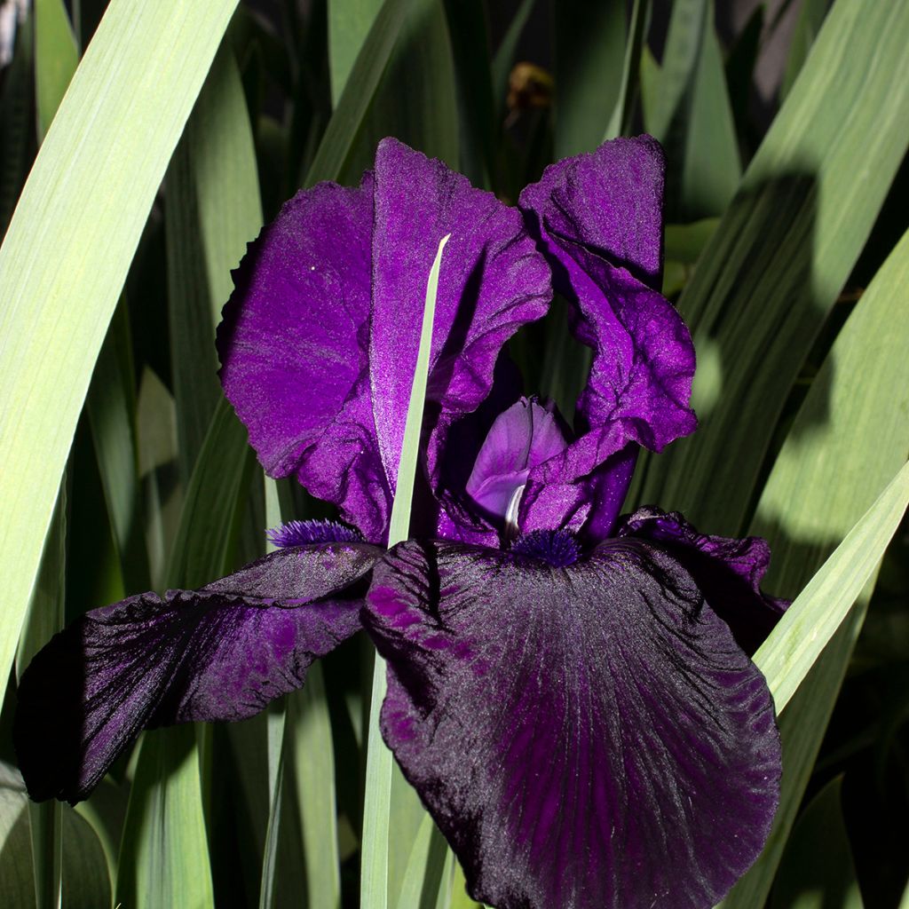 Iris germanica Tuxedo - Baardiris