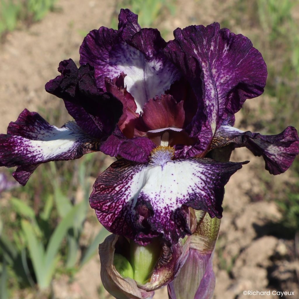 Iris germanica Vitrail - Baardiris