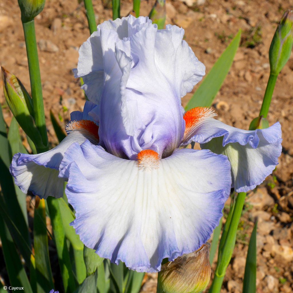 Iris germanica Waterline - Baardiris