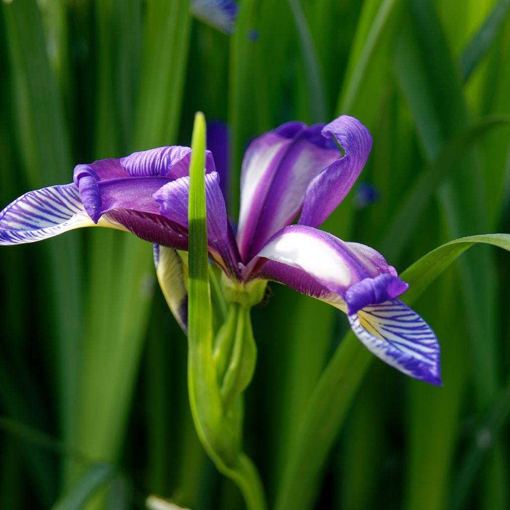 Iris graminea - Grasiris
