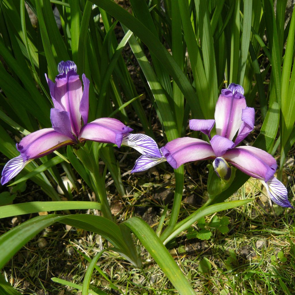 Iris graminea - Grasiris