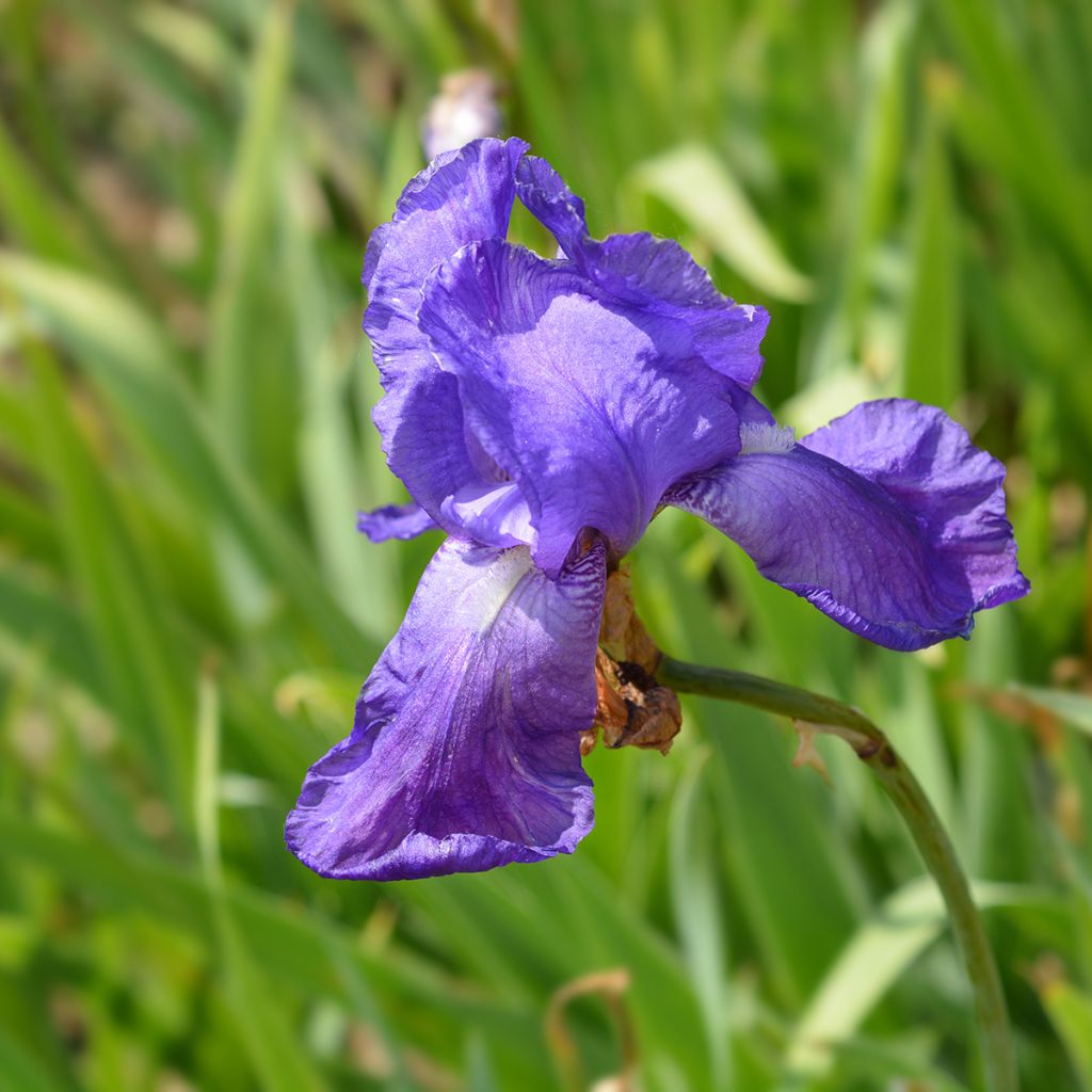 Iris illyrica - Dalmatische iris