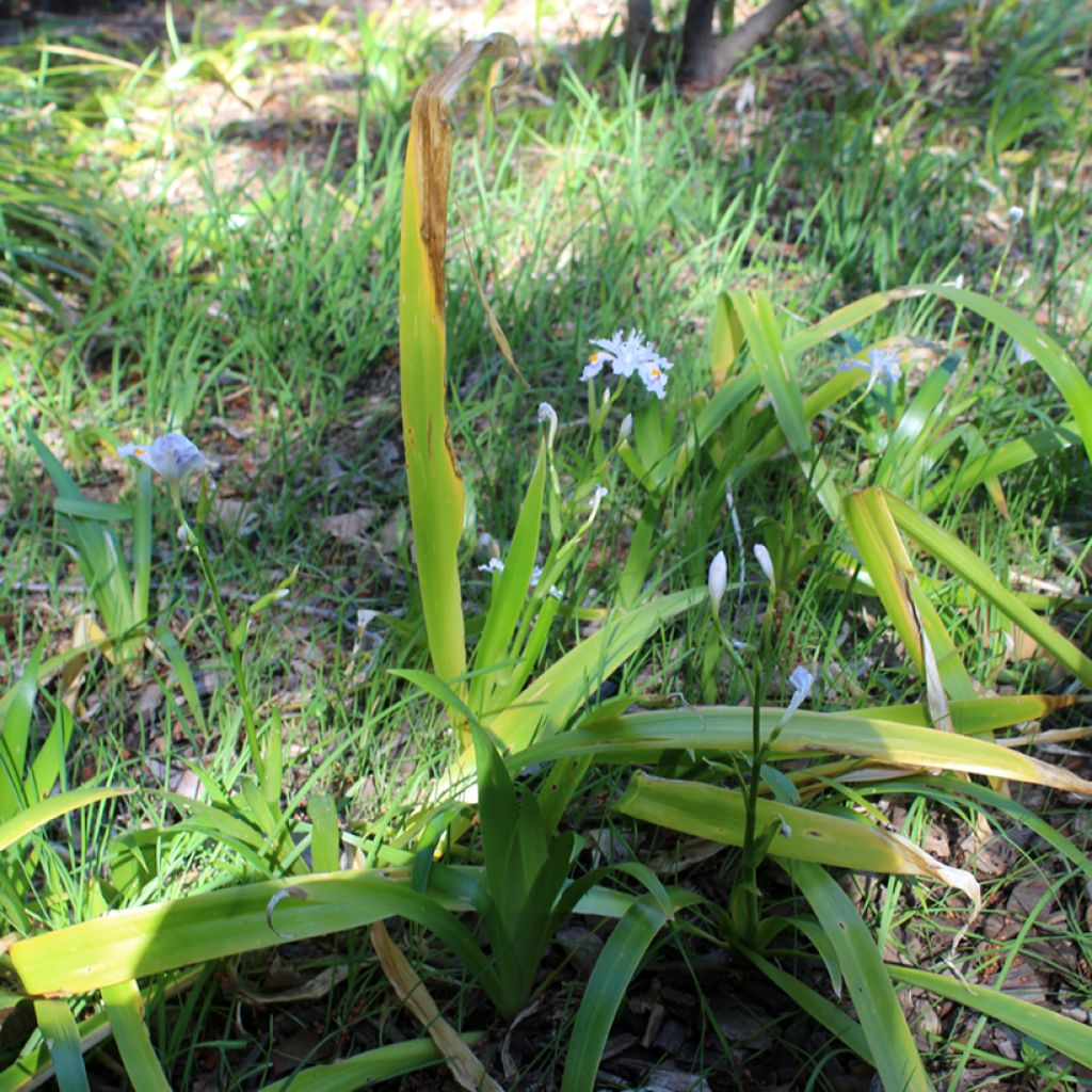 Iris japonica - Japanse iris