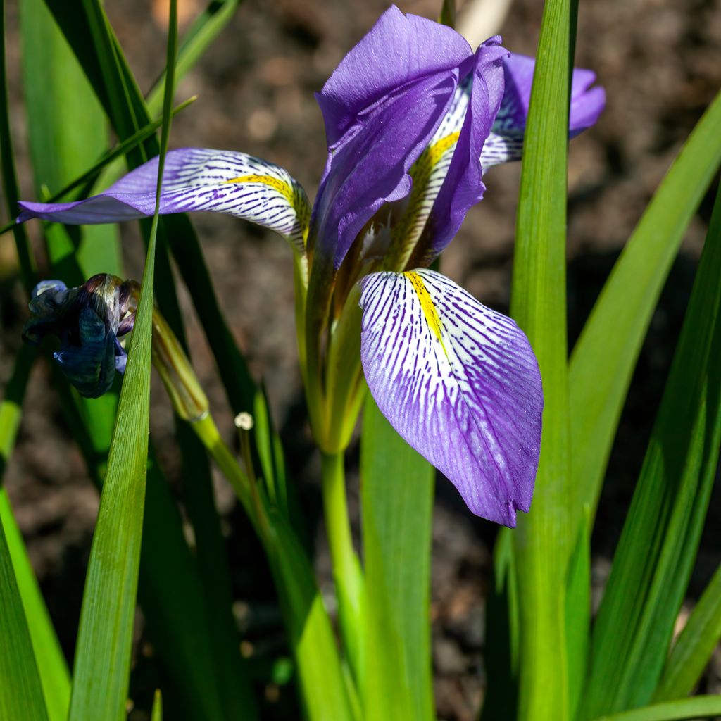 Iris lazica