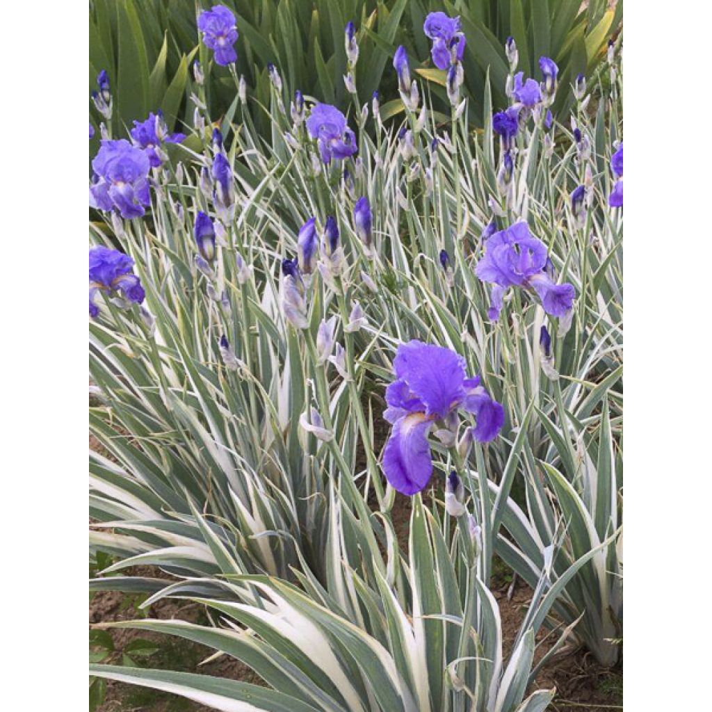 Iris pallida Argentea Variegata - Iris pâle 