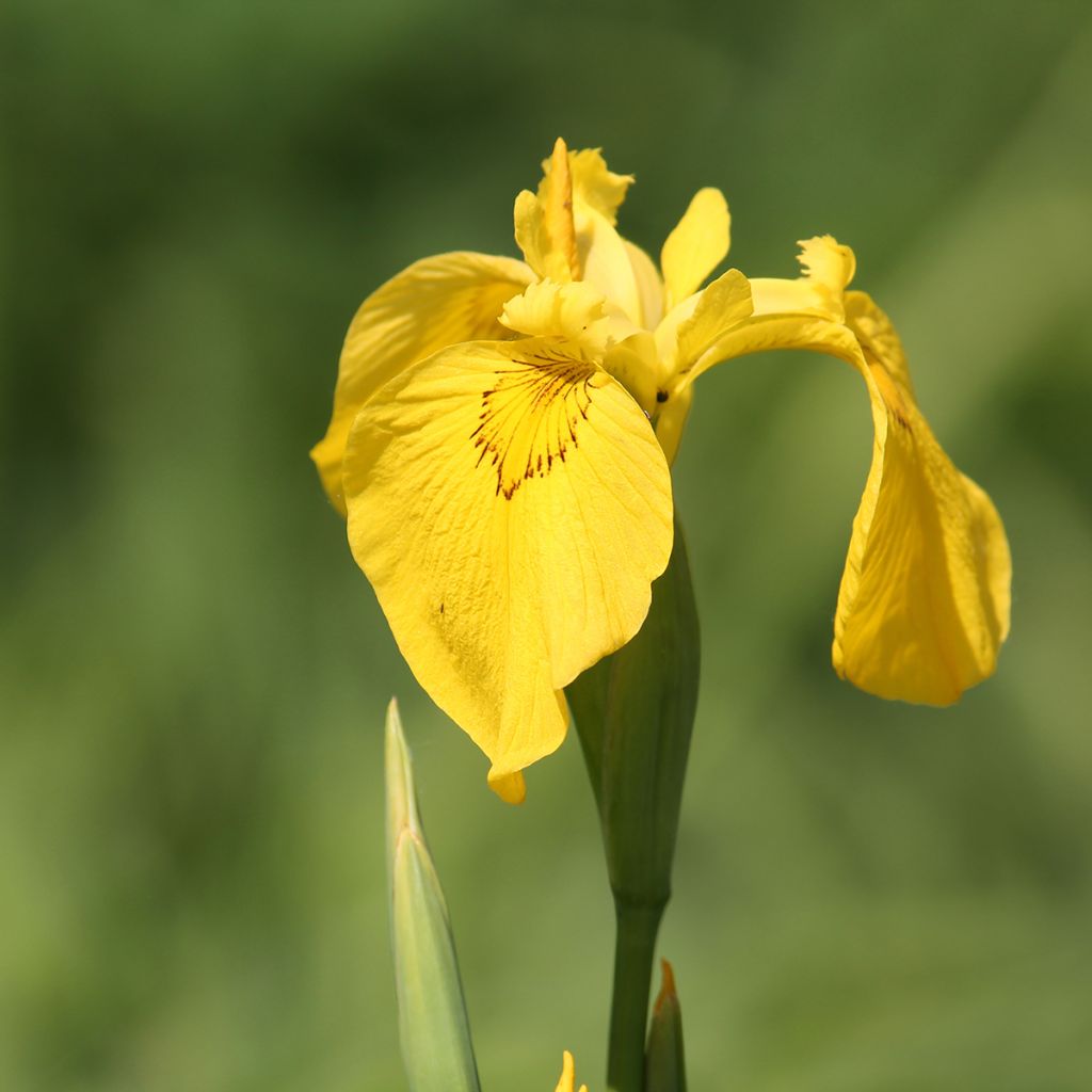 Iris pseudacorus - Gele lis
