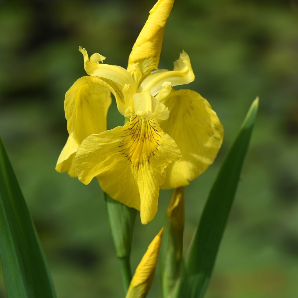Iris pseudacorus - Gele lis