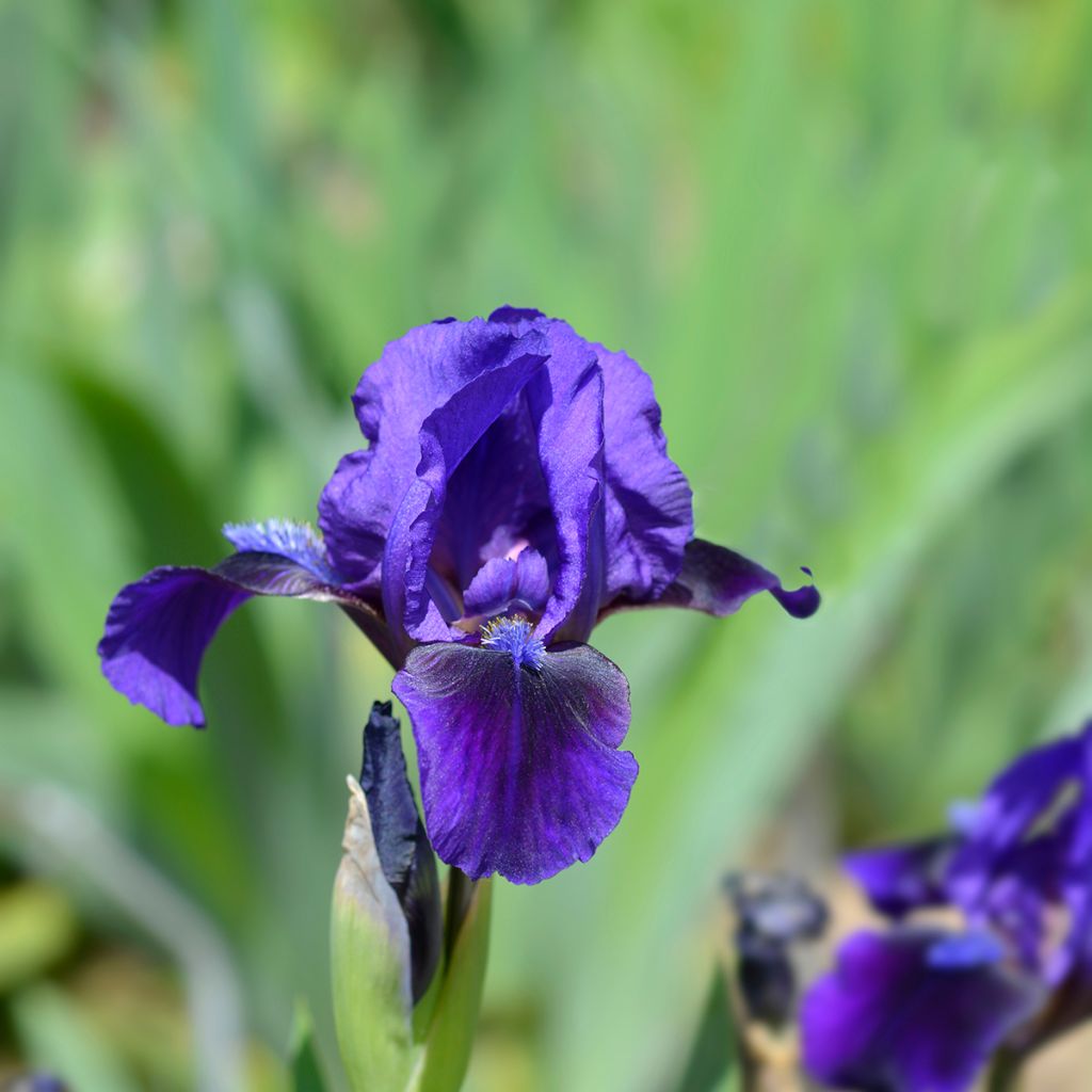 Iris pumila Brannigan - Dwergbaardiris