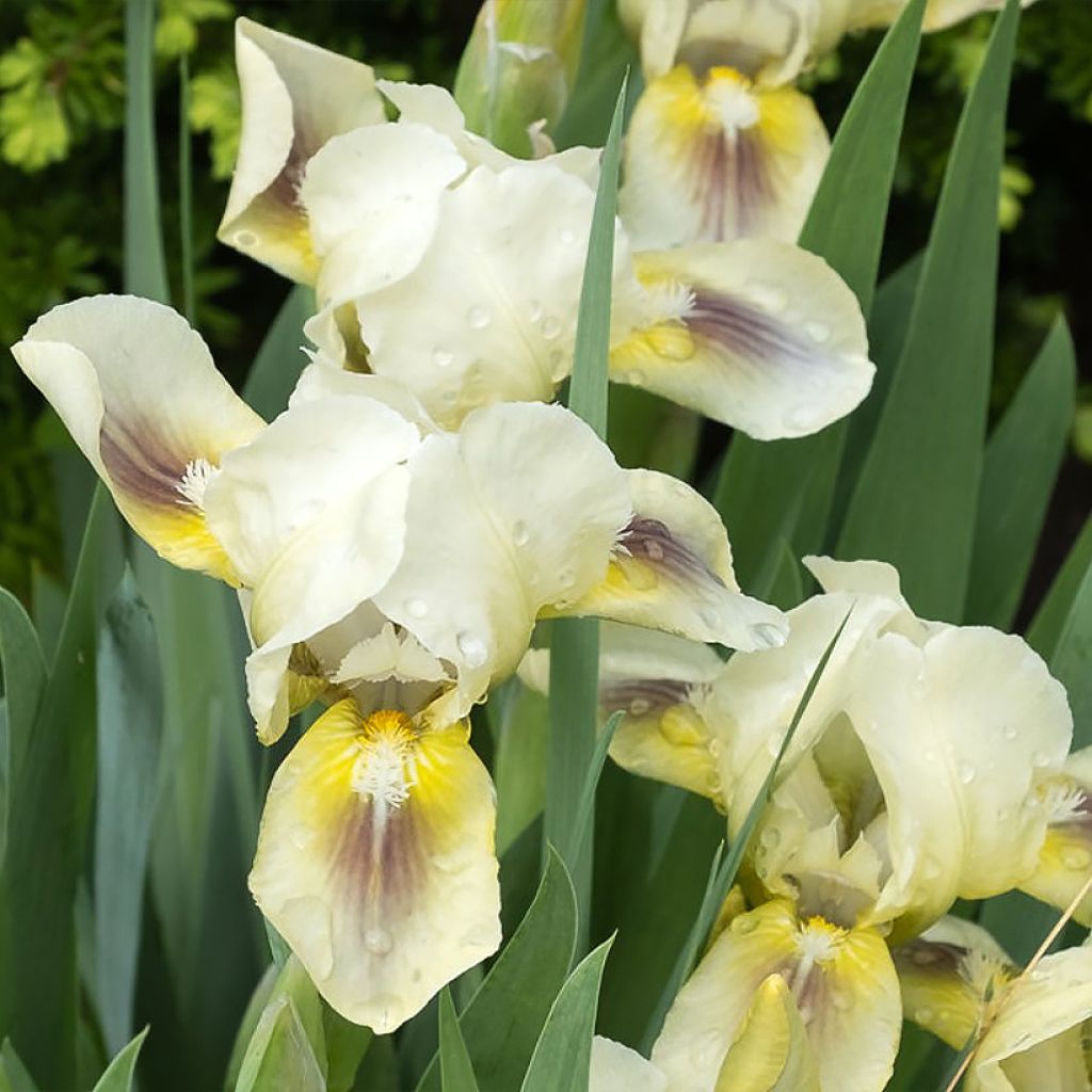 Iris pumila Green Spot - Dwergbaardiris