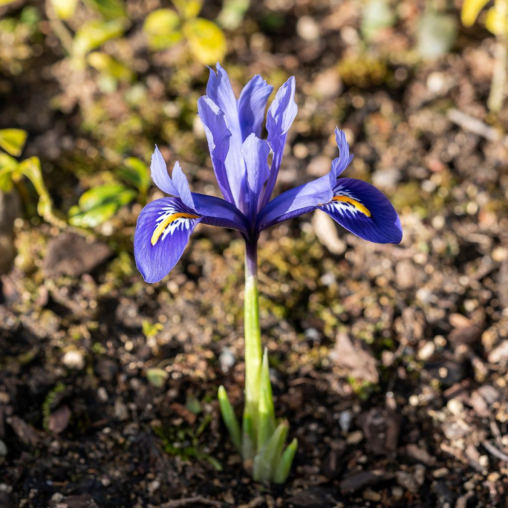 Iris reticulata Harmony