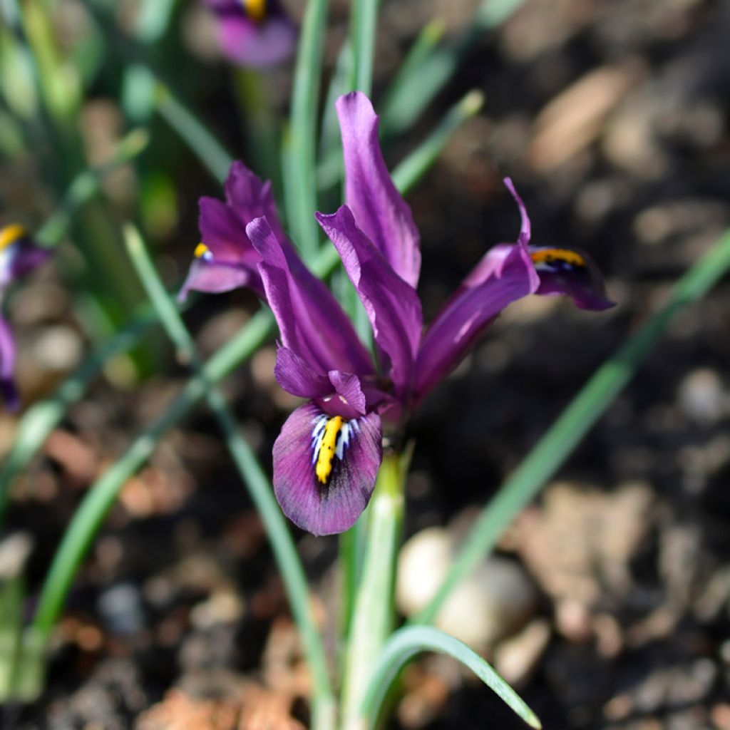 Iris reticulata Rejoice - Netiris