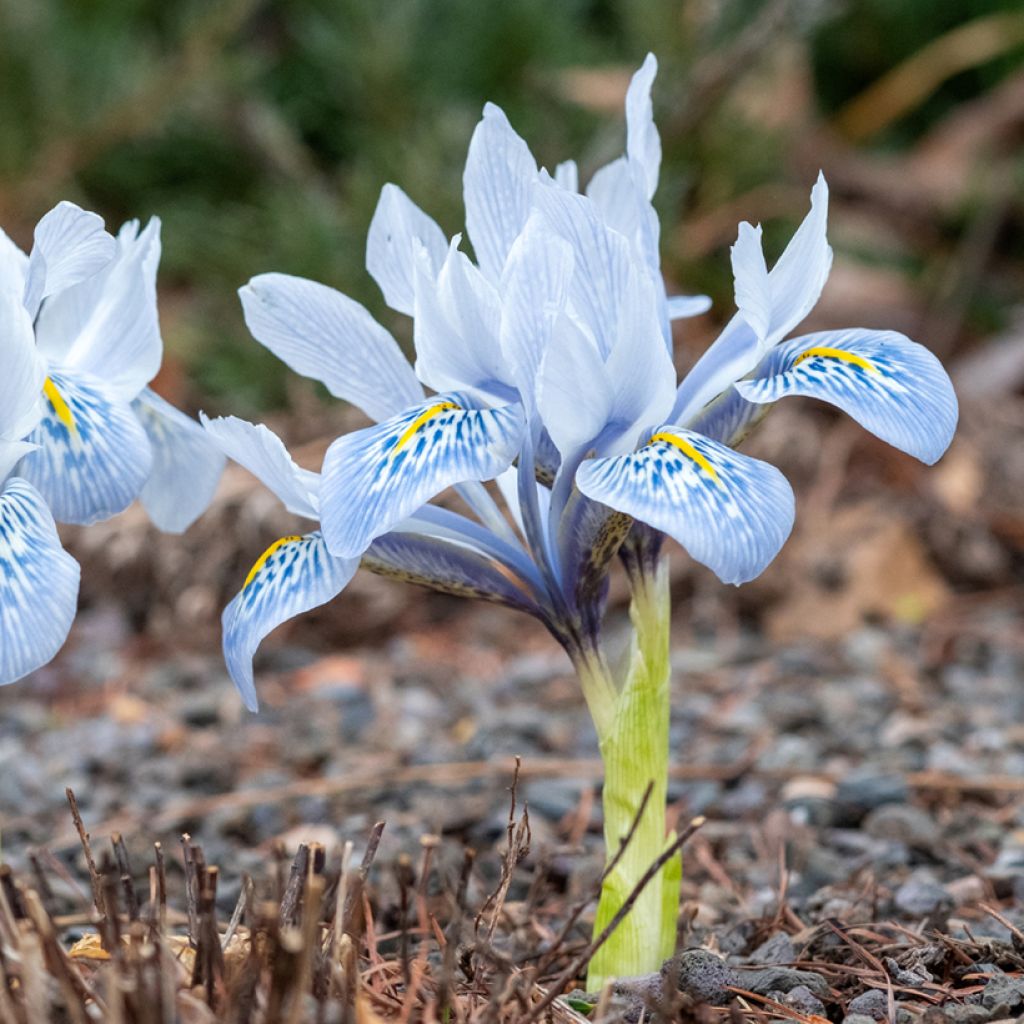 Iris reticulata Sheila Ann Germaney - Netiris
