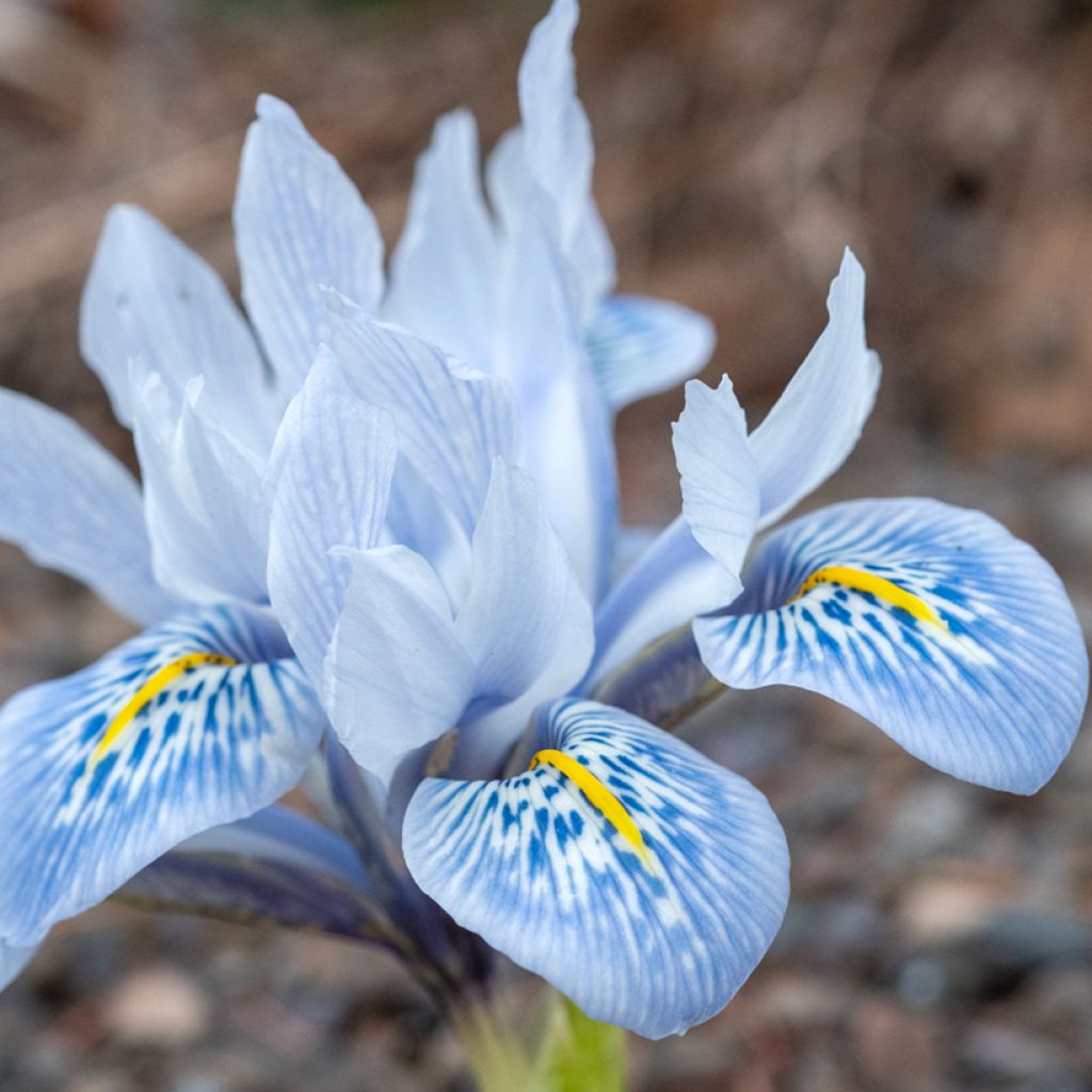 Iris reticulata Sheila Ann Germaney - Netiris