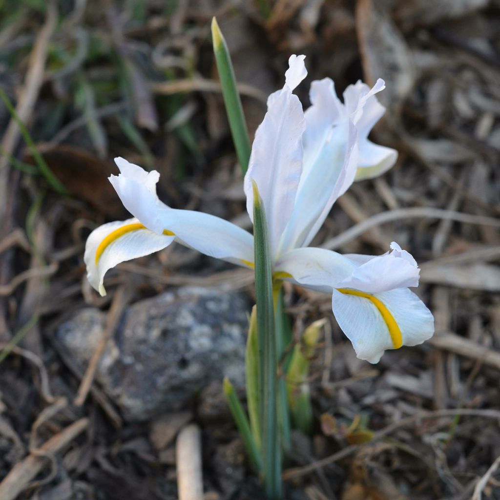 Iris reticulata White Caucasus - Netiris