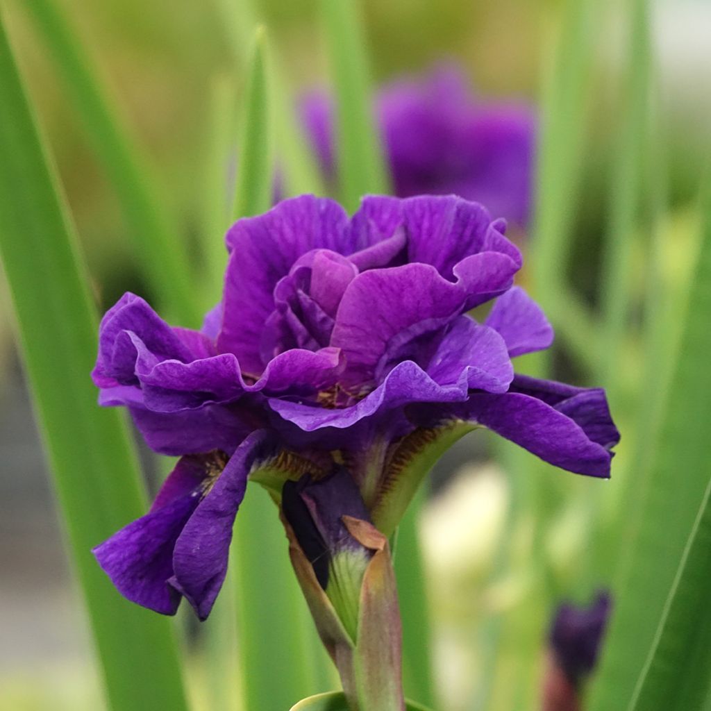 Iris sibirica Concord Crush - Siberische iris