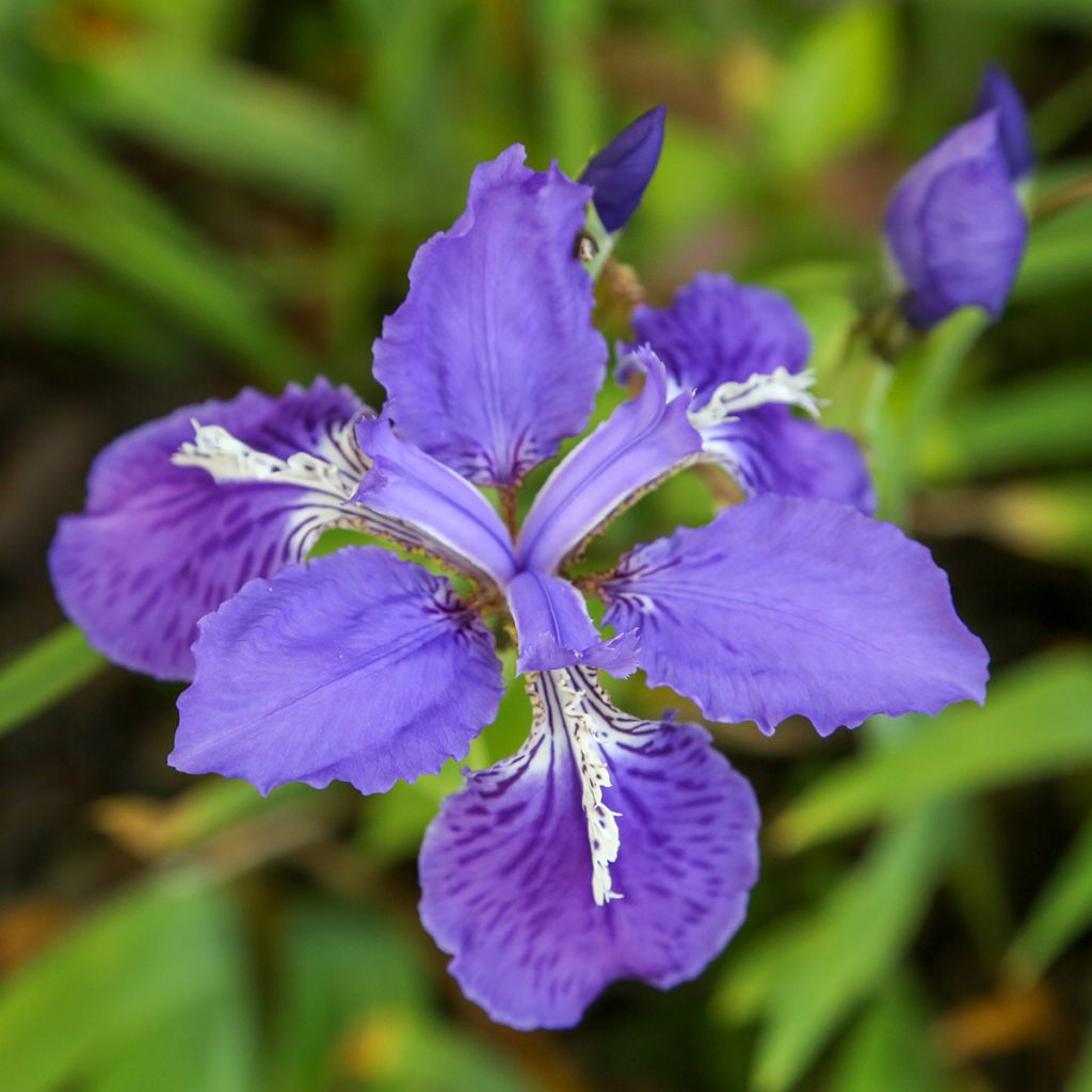 Iris tectorum - Dakiris