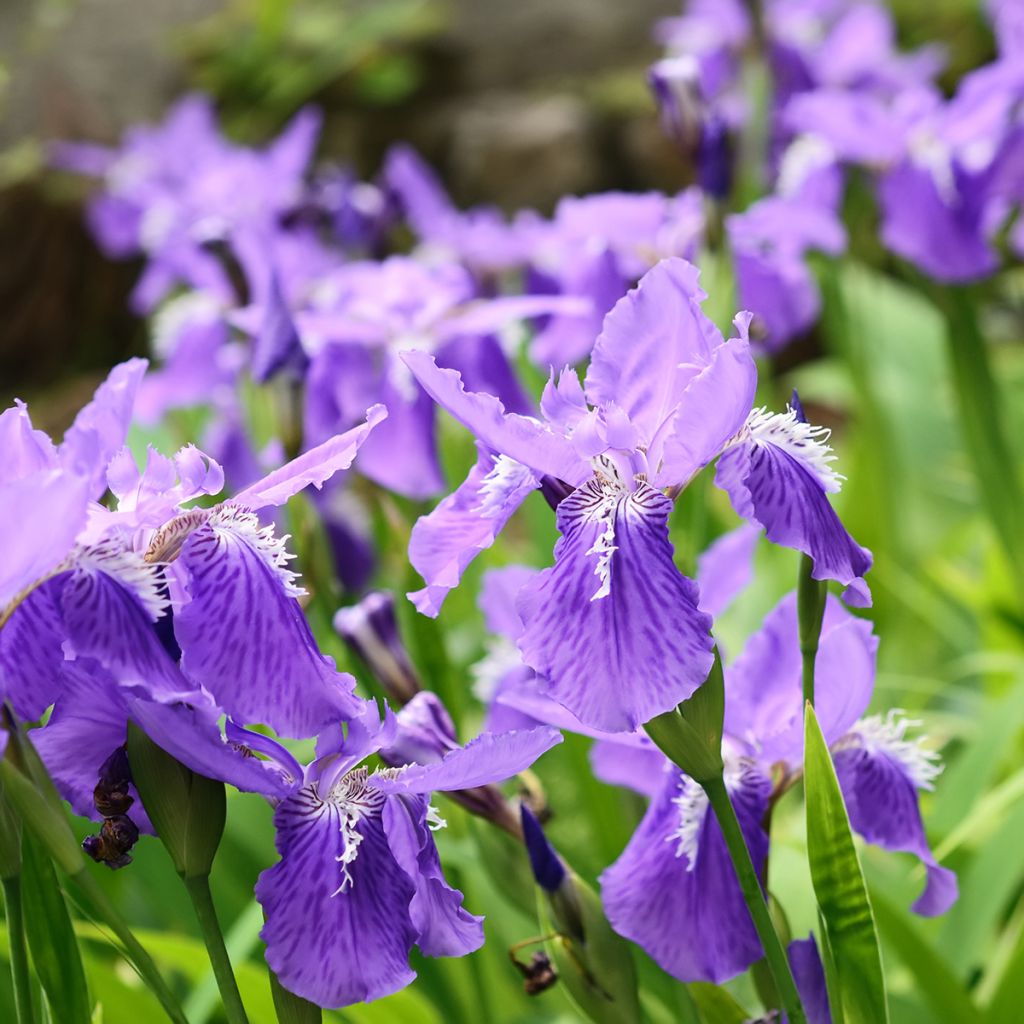 Iris tectorum - Dakiris